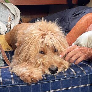 Meet your Posher, Alison